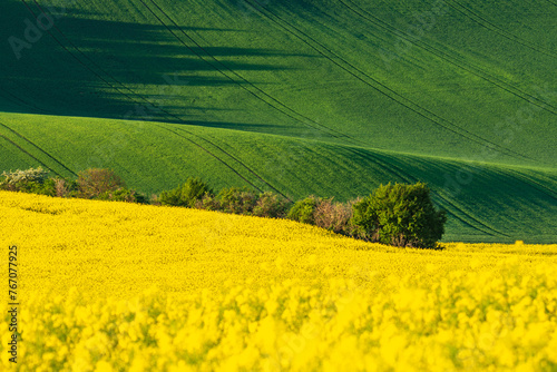 Green and yellow rape spring fields in spring. Agriculture Rural scene. Czech Moravia colza canola farmland bloom. Sunny waving hills. Minimalistic nature background.