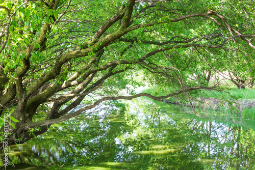 the spring scenery of the swamp