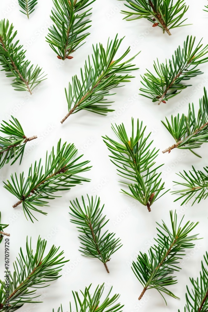Pattern coniferous green branches on a white background Pattern coniferous green branches on a white background