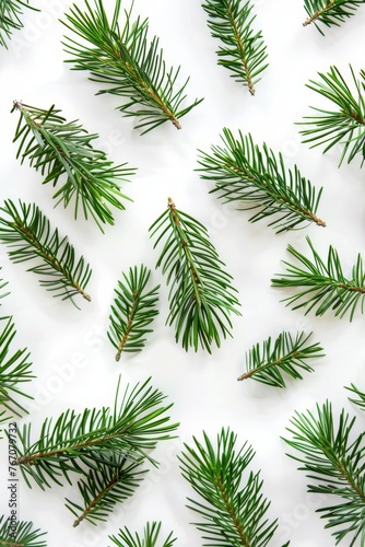 Pattern coniferous green branches on a white background