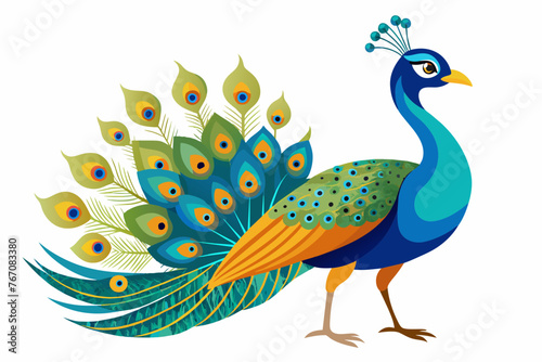 peacock--white-background