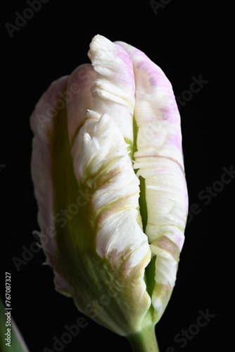  a macro closeup of colorful pink and white parrot tulip.