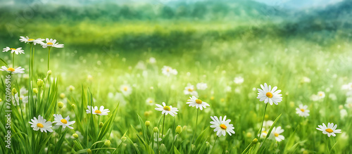 natural green meadow daisy flowers 