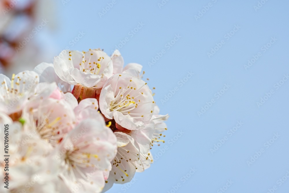 Apricot blossom on a spring day, close-up Apricot blossom on a spring day, close-up