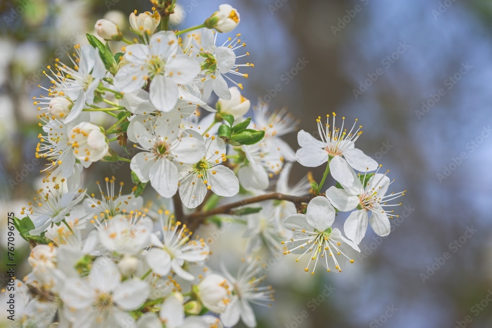 White cherry blossoms on a tree branch in spring, close-up