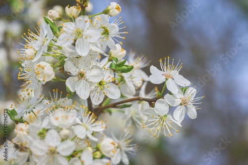 Fototapeta Naklejka Na Ścianę i Meble -  White cherry blossoms on a tree branch in spring, close-up