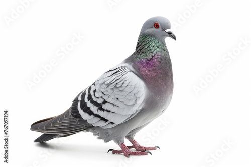 Pigeon Perched on White, Isolated Bird Portrait with Detailed Feathers and Soft Lighting