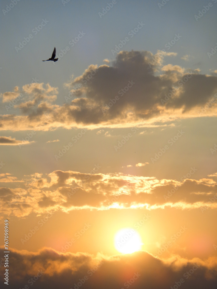 Morning Sun with Bird in Flight