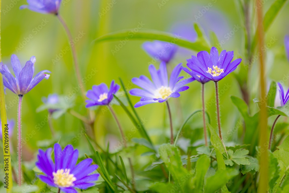 Solf selective focus of violet blue flowers Anemonoides blanda in garden, Oosterse anemoon or Grecian windflower is a species of flowering plant in the family Ranunculaceae, Natural foral background. Solf selective focus of violet blue flowers Anemonoides blanda in garden, Oosterse anemoon or Grecian windflower is a species of flowering plant in the family Ranunculaceae, Natural foral background.