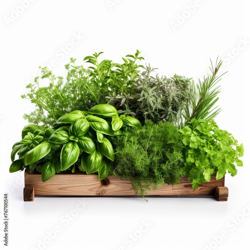 Natural and Fresh Herb Garden isolated on white background 