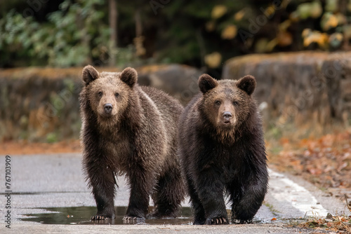 Two brown bears cubs playing in the water wildlife photography