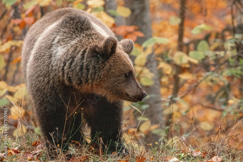 Beautiful brown bear in the forest during autumn wildlife photography