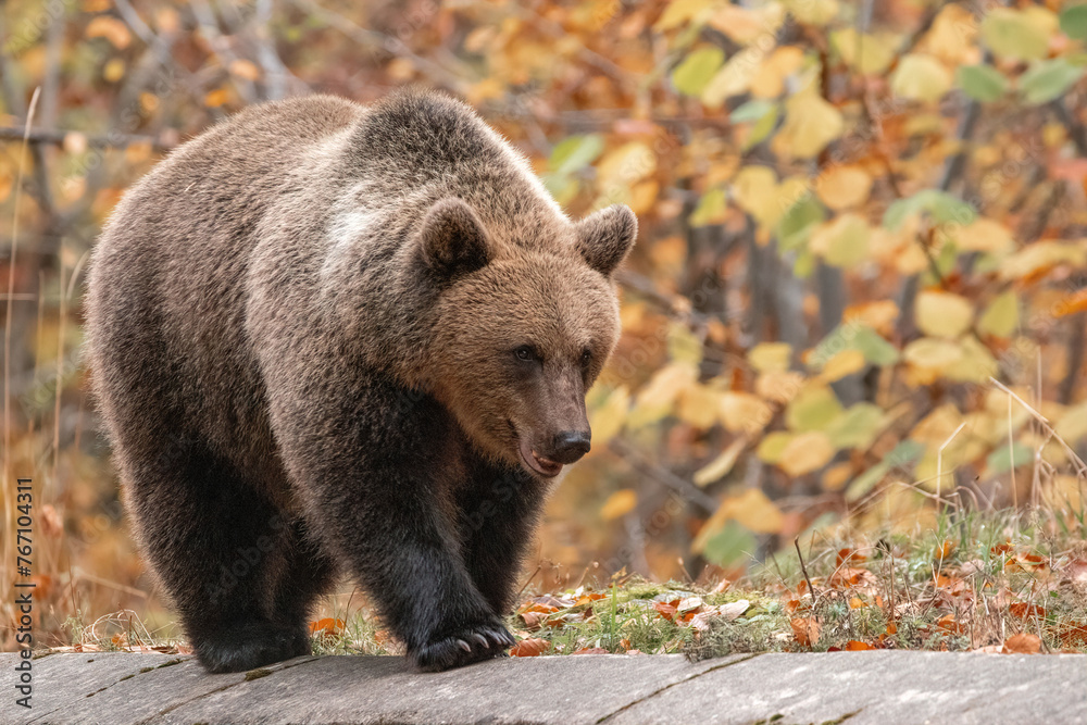 Beautiful brown bear in the forest during autumn wildlife photography
