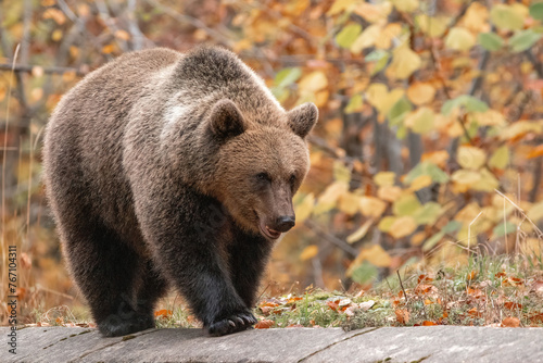 Beautiful brown bear in the forest during autumn wildlife photography