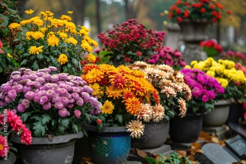 Chrysanthemums in pots. Bouquets for graves.