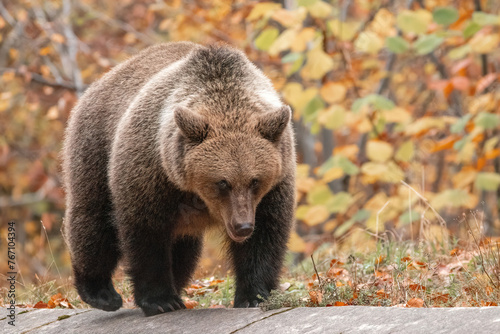 Beautiful brown bear in the forest during autumn wildlife photography
