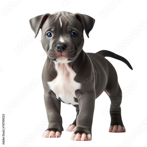 Pitbull puppy on a transparent background