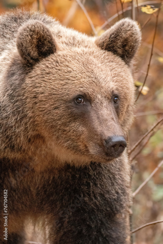 Amazing brown bear portrait in wilderness wildlife photography