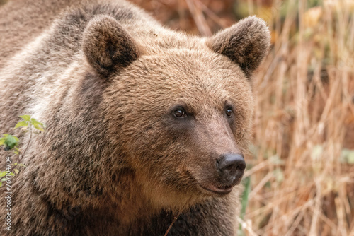 Amazing brown bear portrait in wilderness wildlife photography