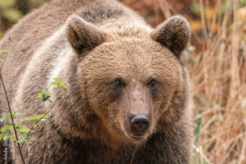 Amazing brown bear portrait in wilderness wildlife photography © Mihai