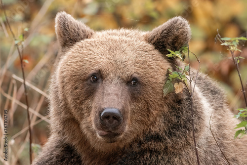 Amazing brown bear portrait in wilderness wildlife photography
