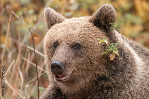 Amazing brown bear portrait in wilderness wildlife photography