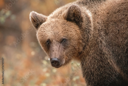 Amazing brown bear portrait in wilderness wildlife photography