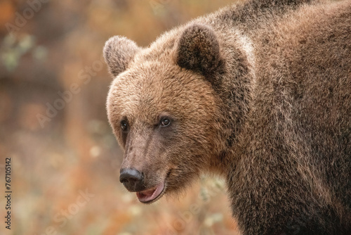 Amazing brown bear portrait in wilderness wildlife photography