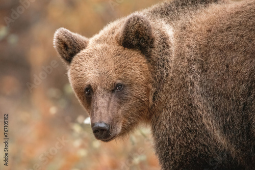 Amazing brown bear portrait in wilderness wildlife photography