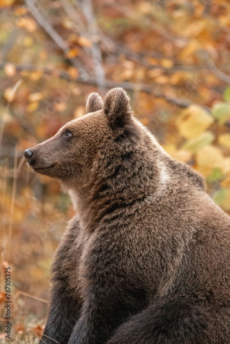 Beautiful brown bear in the forest during autumn wildlife photography