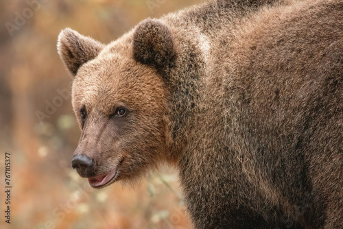 Amazing brown bear portrait in wilderness wildlife photography