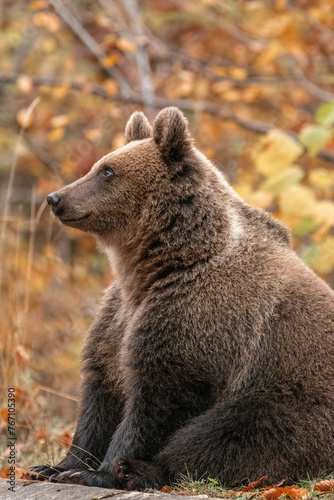Beautiful brown bear in the forest during autumn wildlife photography