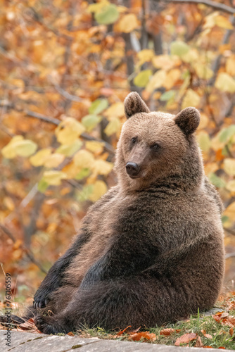 Beautiful brown bear in the forest during autumn wildlife photography