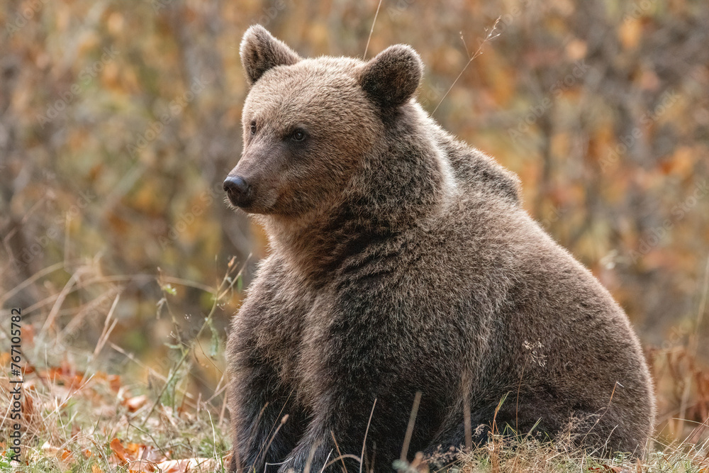 Fototapeta premium Beautiful brown bear in the forest during autumn wildlife photography