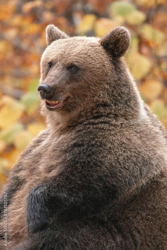 Beautiful brown bear in the forest during autumn wildlife photography Beautiful brown bear in the forest during autumn wildlife photography