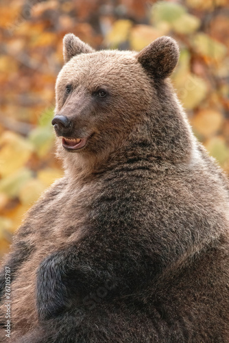 Beautiful brown bear in the forest during autumn wildlife photography