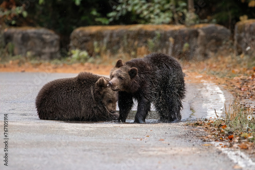 Two brown bears cubs playing in the water wildlife photography