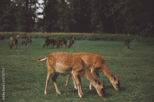 Stroll with Deer in the Blatna Castle Park, Czech Republic photo