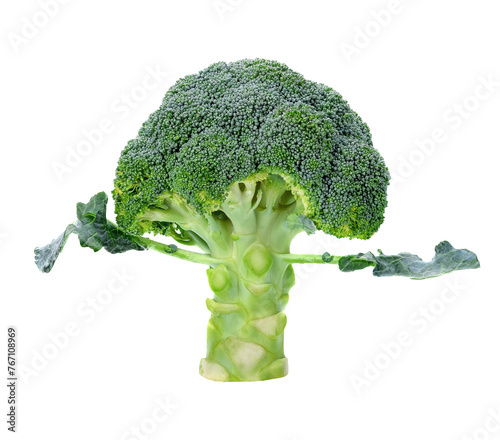 Fresh broccoli transparent png