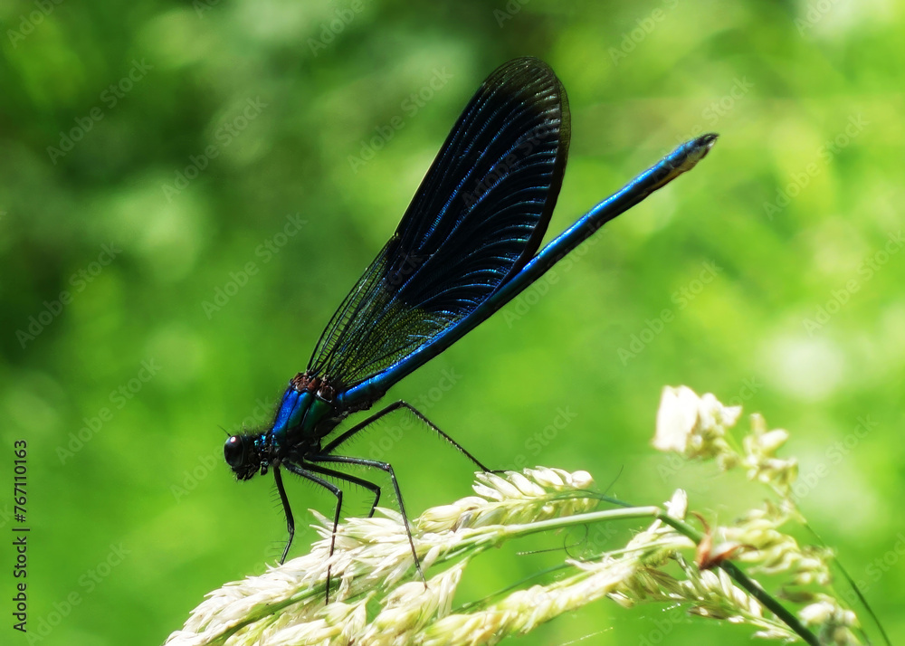 Territorial dragonfly in the natural environment Territorial dragonfly in the natural environment