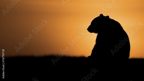 Silhouette of bear on sunset sky.