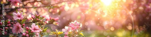Beautiful pink sakura flowers blooming in spring  panoramic banner. Blossoming branch of Japanese cherry on a background of sunset.