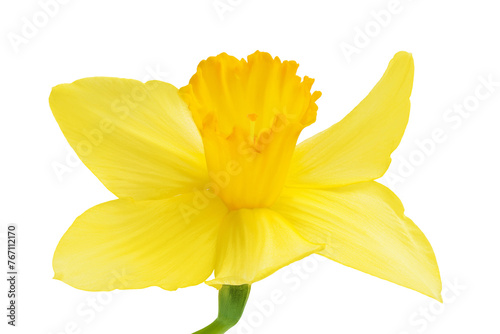 Fototapeta Naklejka Na Ścianę i Meble -  Daffodil flower or narcissus isolated on white background with full depth of field