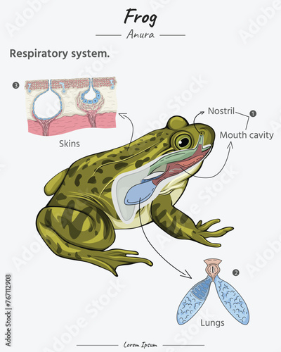 Anatomy of frog respiratory system, lungs, skins, mouth cavity