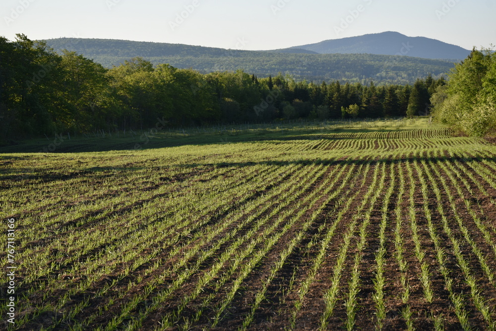 A field of oats in spring, Sainte-Apolline, Québec, Canada