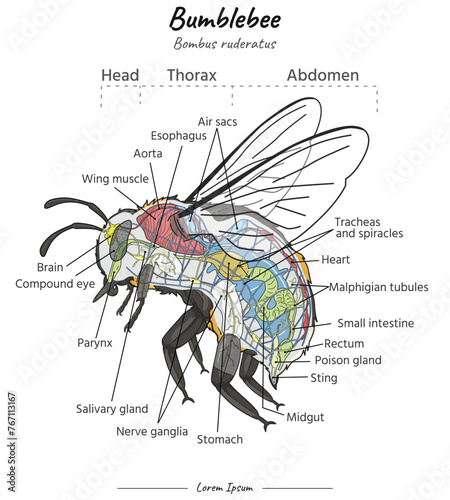 Bumblebee bombus ruderatus internal anatomy and its body illustration with text