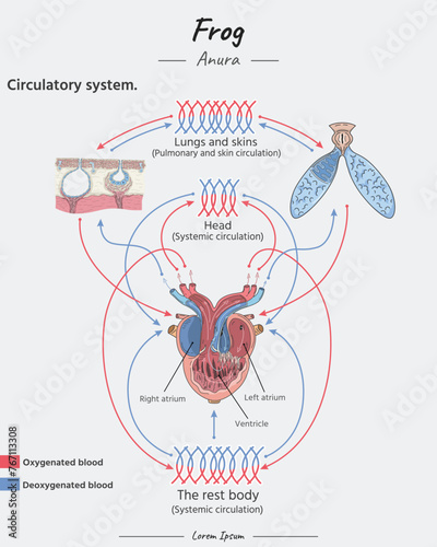 Frog Anatomy circulatory system, heart, lung, skins illustration