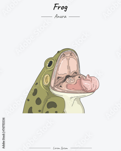Frog Anatomy head and mouth illustration