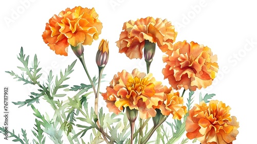 Vibrant Watercolor Marigold Flowers with Lush Foliage for Autumn Decor and Design