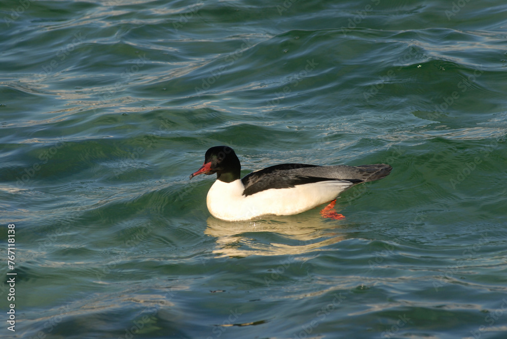 Geneva Switzerland Male Goosander Mergus merganser Geneva Switzerland Male Goosander Mergus merganser